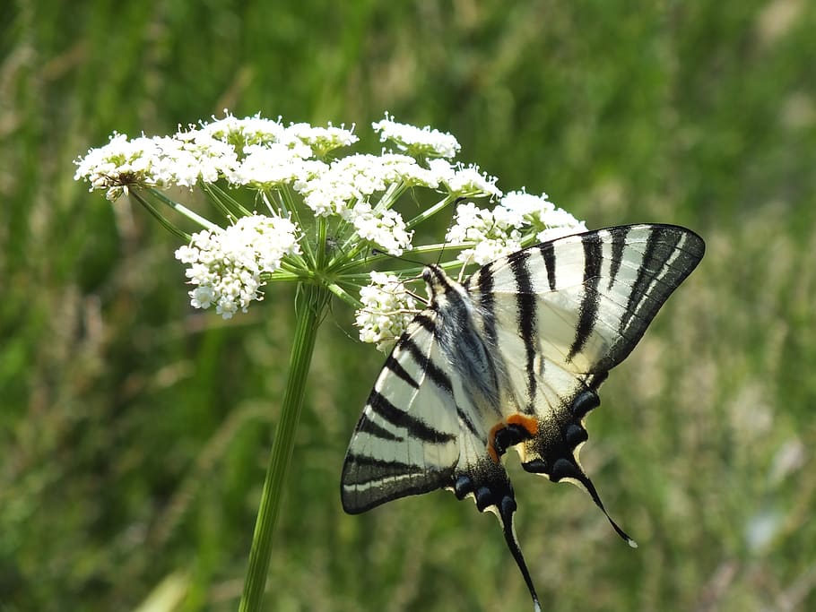 fauna, butterfly, monarch, flower, animal themes, flowering plant HD wallpaper