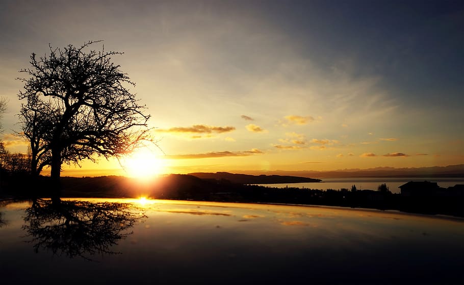 silhouette of tree during sunset, sunrise, black, reflection HD wallpaper