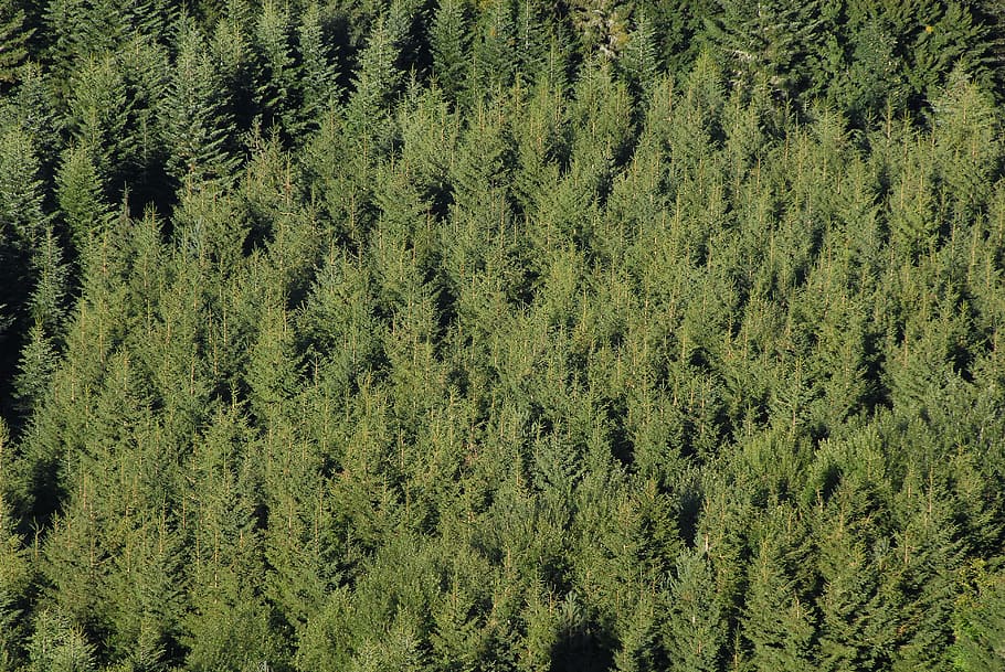 Fir, Coniferous, Pine, Alignment, plantation, nature, atmosphere HD wallpaper