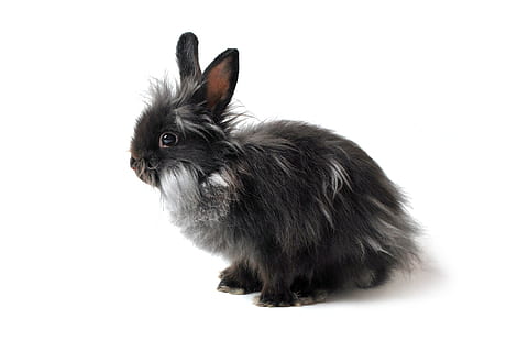 black and white bunny, hare, rabbit, grey, stand-alone, ears HD wallpaper