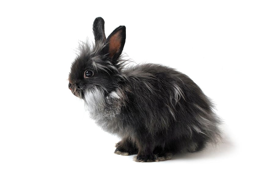black and white bunny, hare, rabbit, grey, stand-alone, ears