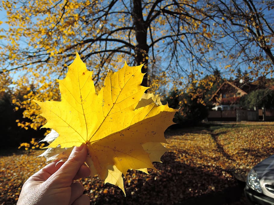 sheet, maple, autumn, sun, fallen leaves, hand, branches, yellow HD wallpaper