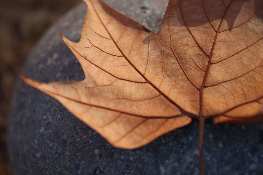 leaf, autumn, dry leaf, leaves, yellow, winter, plant part HD wallpaper