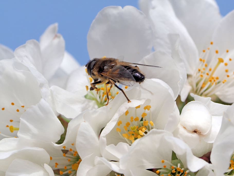 insect, flowers, macro, flowering plant, animal themes, one animal HD wallpaper