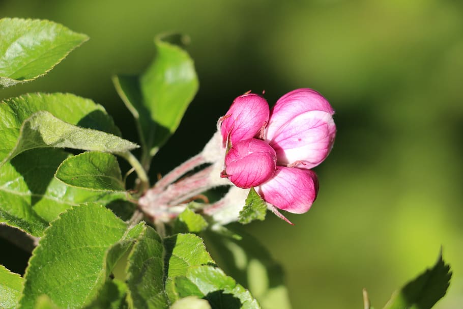 apple, blossom, bloom, spring, apple blossom, leaves, tree HD wallpaper