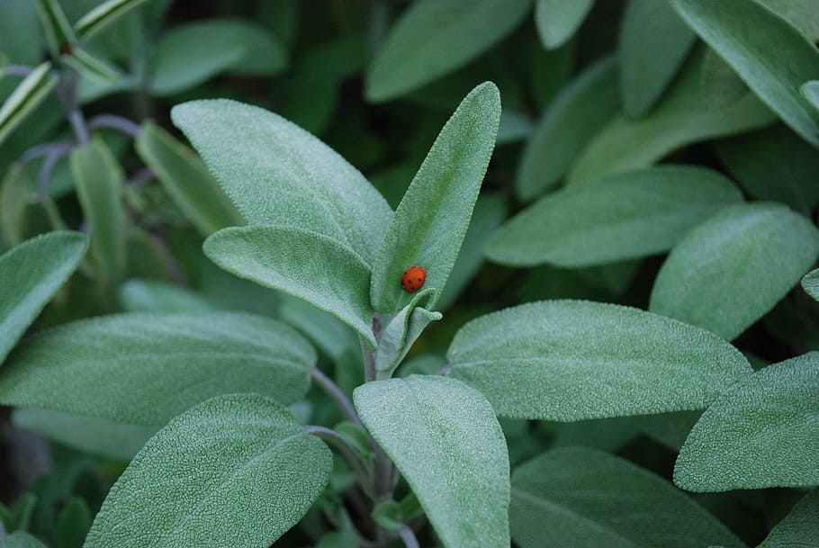 sage, salvia, plant, herb, ladybug, plant part, leaf, green color, HD wallpaper