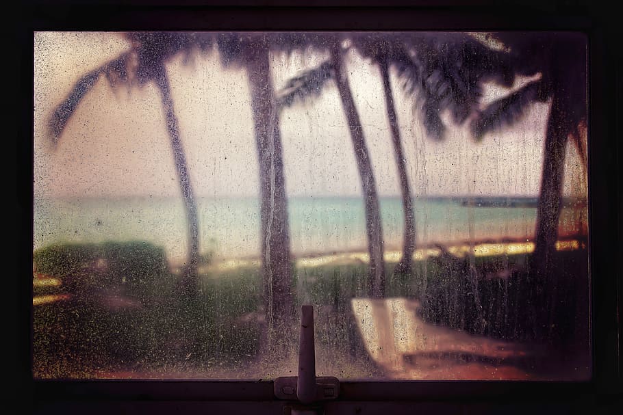 window view of coconut palm trees near sea, window with water running showing palm tree on beach HD wallpaper