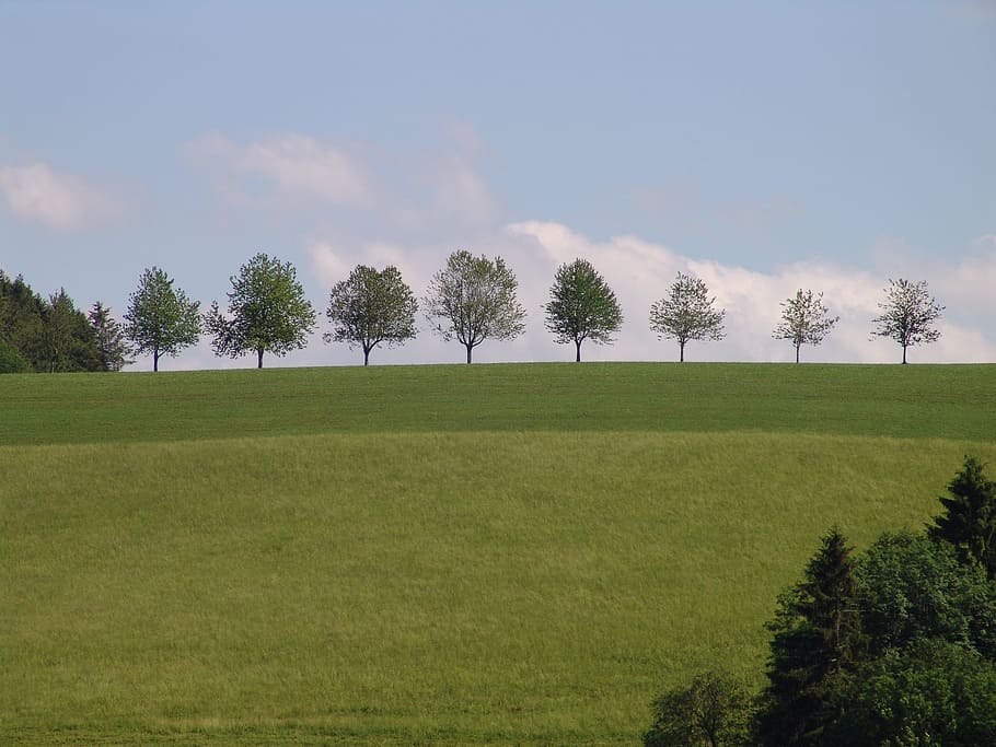 landscape, trees, meadow, plant, grass, green color, environment HD wallpaper