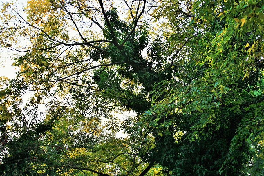 creeper, climber, green, trunk, trees, tops, branches, twigs HD wallpaper