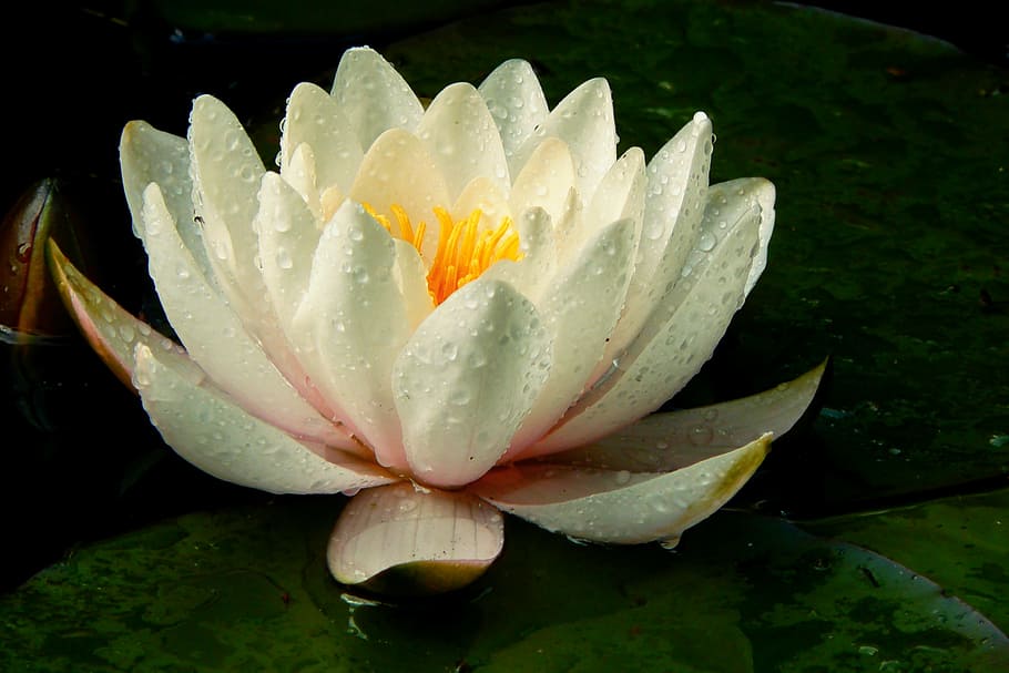 white waterlily flowers with water dew, nuphar lutea, aquatic plant
