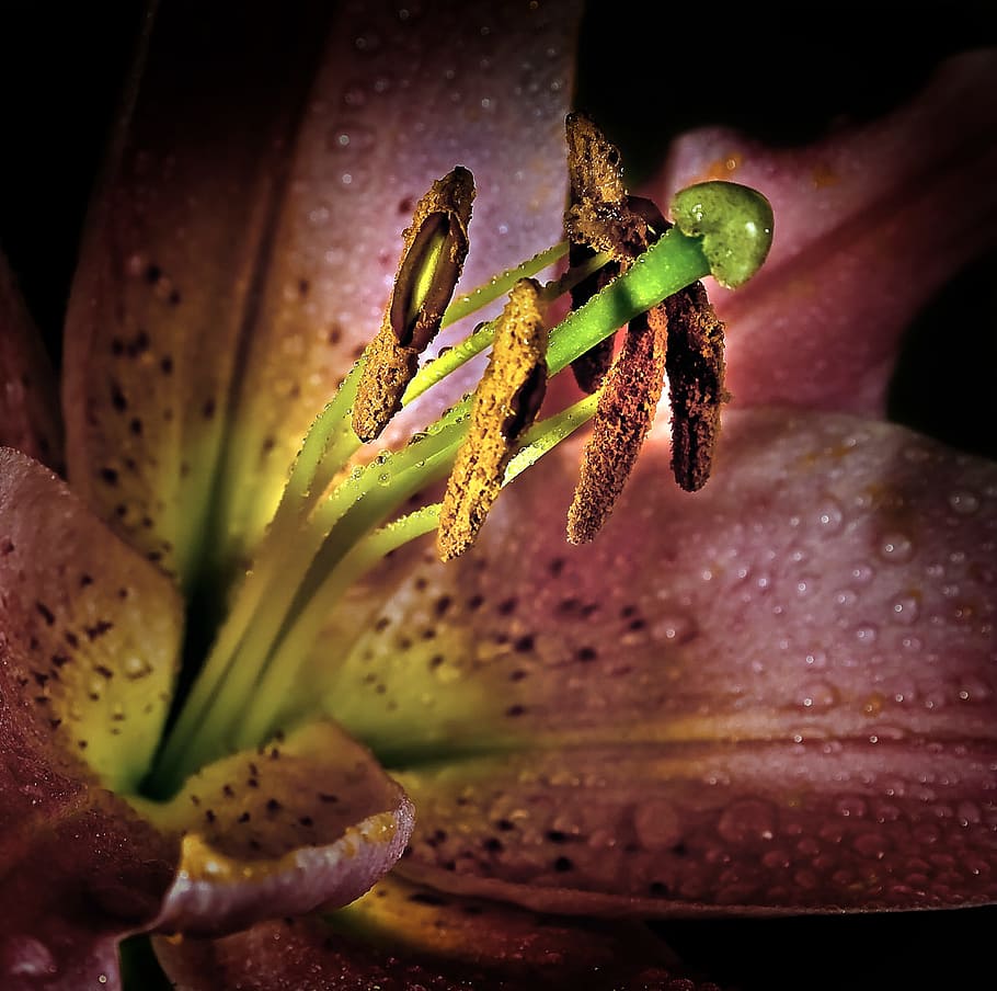 blossom, bloom, macro, flower, lily, red, pink, yellow, violet HD wallpaper
