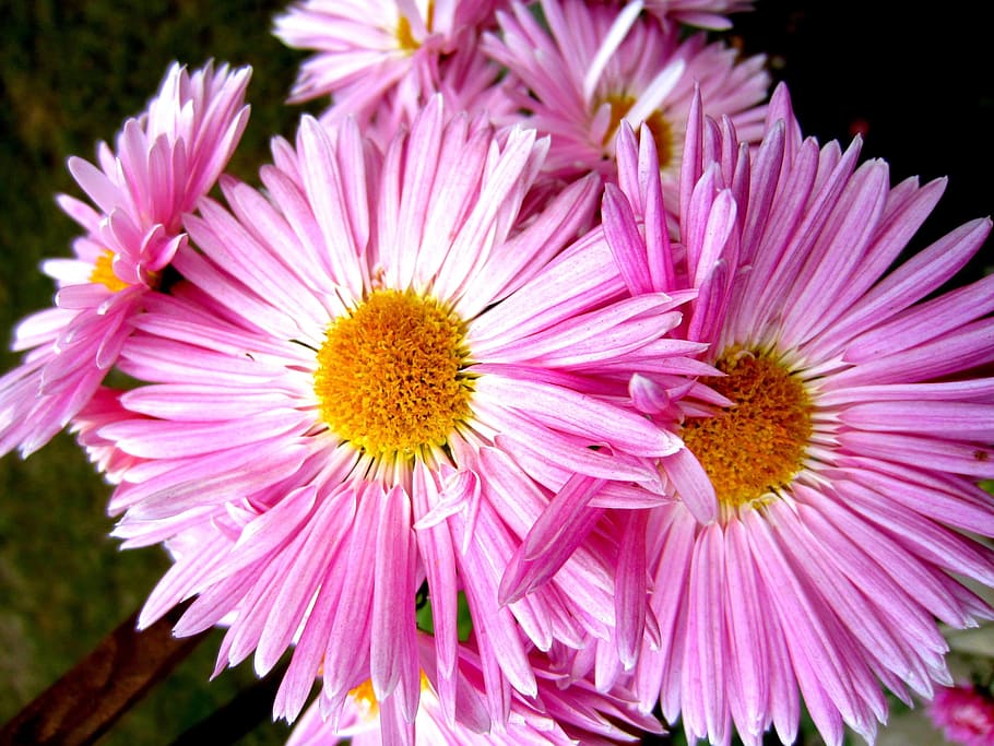 aster, flowers, bring, smiles, aster amellus, flowering plant HD wallpaper
