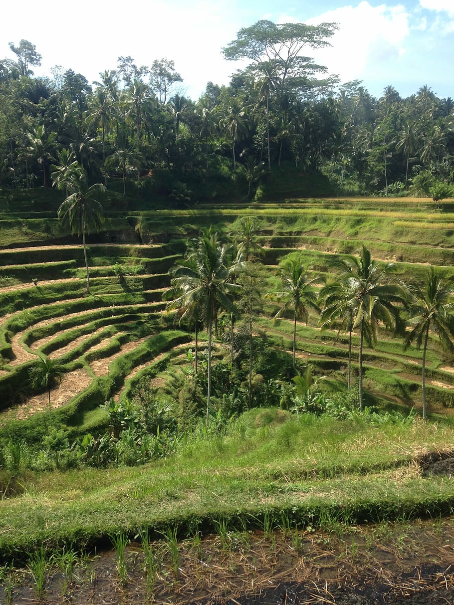 Rice, Fields, Bali, agriculture, nature, tree, no people, outdoors HD wallpaper