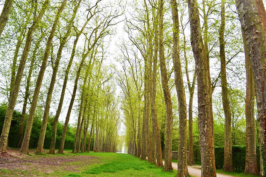 brown trees field under white sky, green leafed trees in worms view photography HD wallpaper