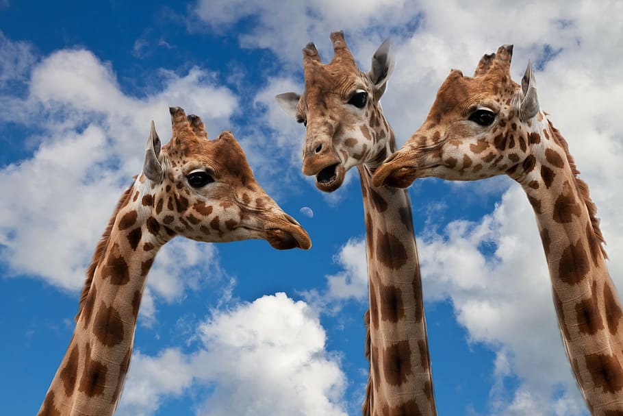 three giraffes, entertainment, discussion, height, talk, dialogue, HD wallpaper