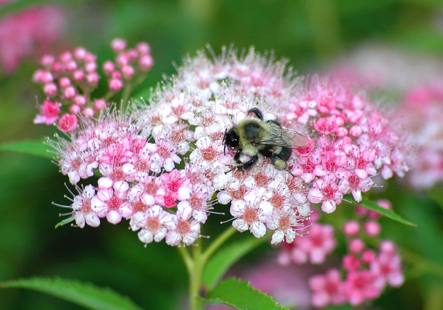 Bee, Flower, Nature, Insects, Spring, macro, birds and bees HD wallpaper