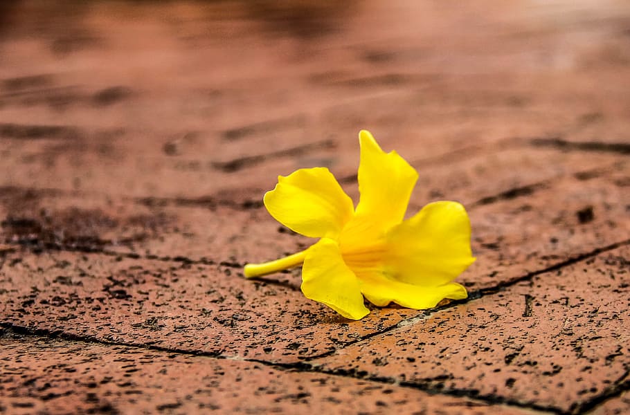 daffodil, flower, spring, spring flowers, yellow, plant, flowering plant HD wallpaper