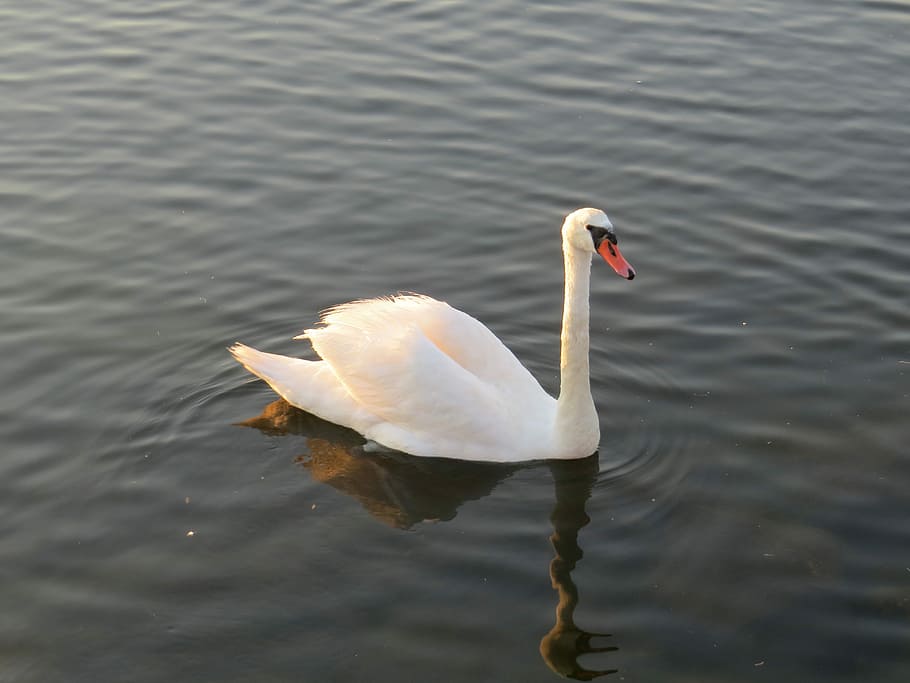 Swan, Bird, Water, one animal, animals in the wild, lake, animal themes HD wallpaper