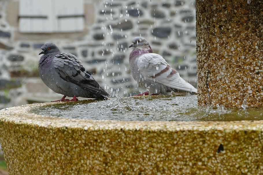 pigeon, bird, fauna, couple, torque, fountain, water, wet, splashes, HD wallpaper