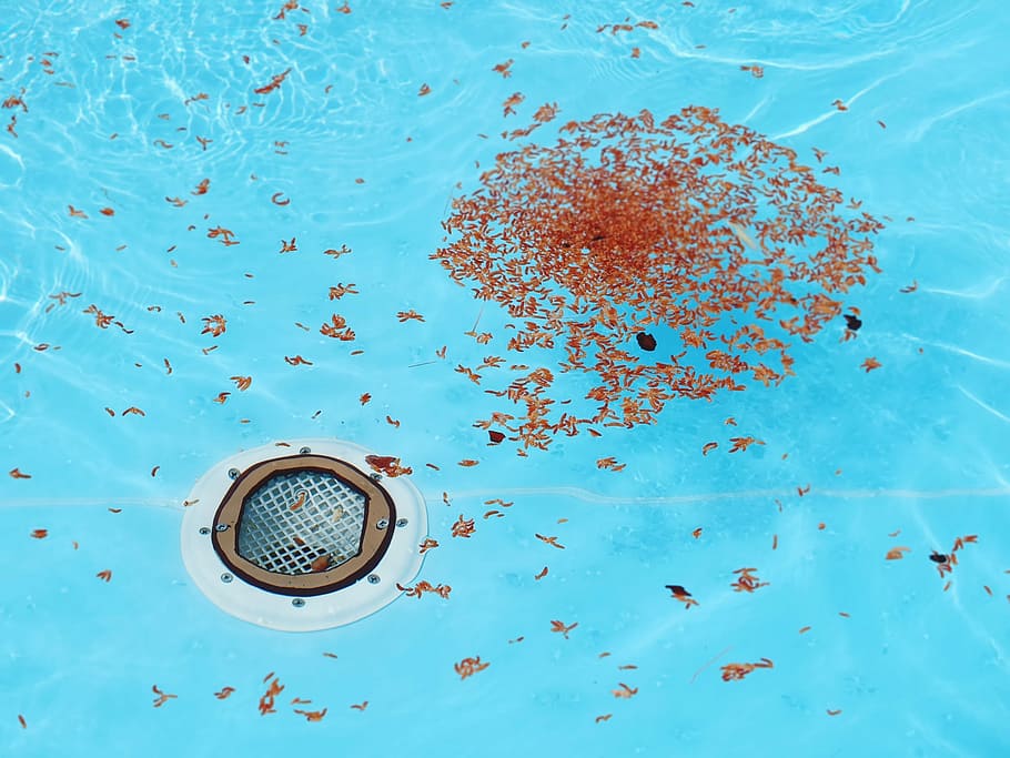 gray and brown sink under water, drain, leaves, leaf, pool HD wallpaper