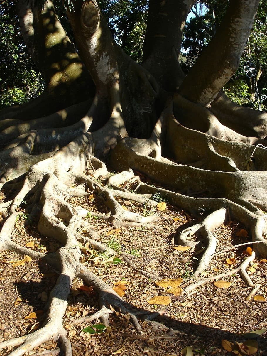 Roots, Tree, Cypress, Trunk, Old, natural, ecology, environment HD wallpaper