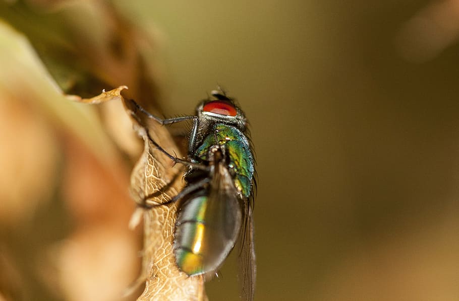 fly, insect, nature, bug, pest, macro, animal, close-up, wildlife HD wallpaper