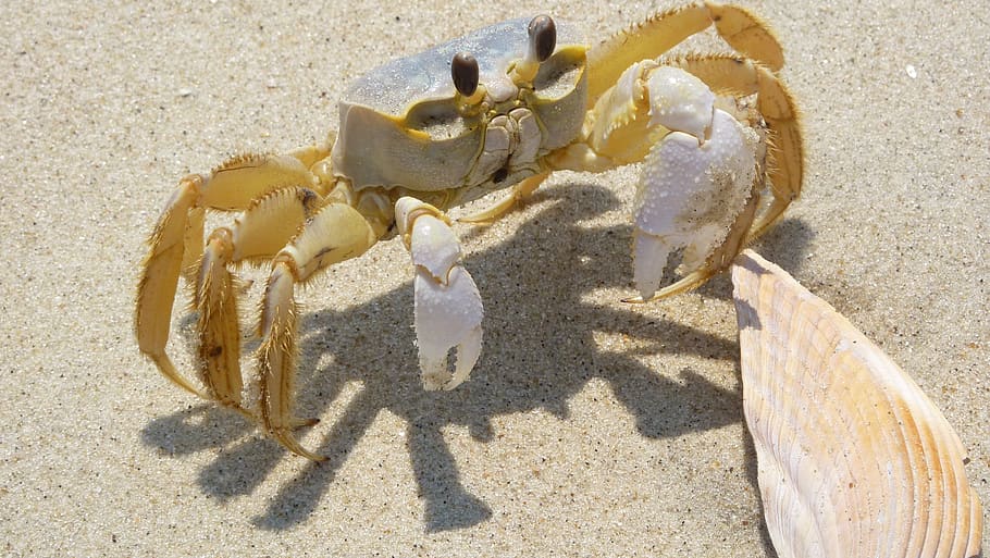 blue crab, shell, sand, shadow, sunlight, nature, animal, land HD wallpaper
