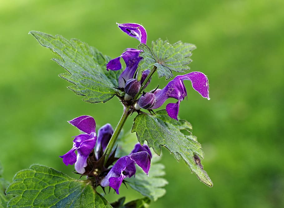 nature, flowers, macro, leaf, plant, purple, summer, close-up HD wallpaper