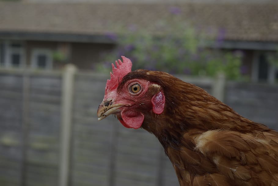 hen, rescue, feathers, animal themes, livestock, domestic animals HD wallpaper