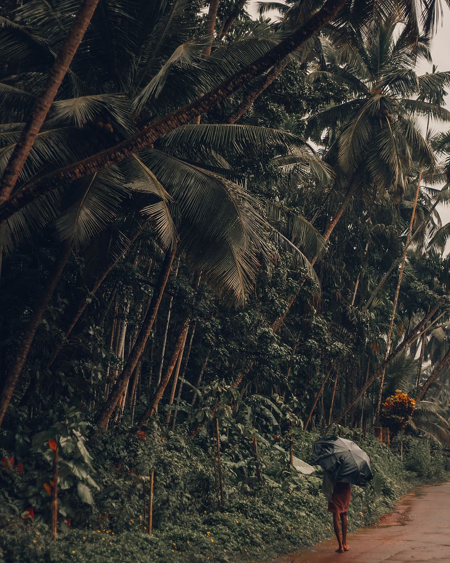 Keeping a Tab, person standing near trees holding umbrella during rainy day HD wallpaper