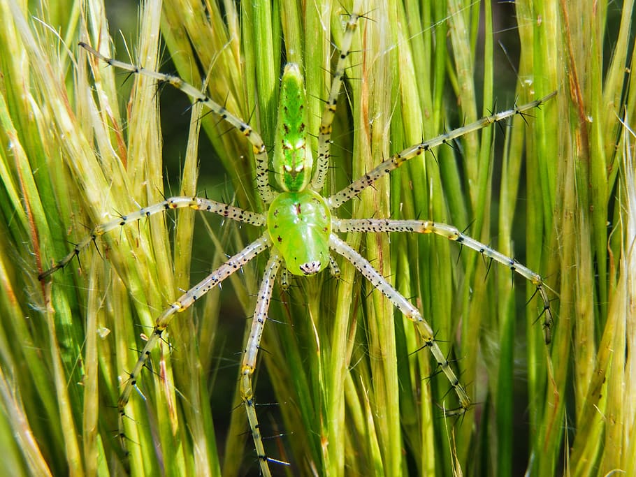 green lynx spider, peucetia viridans, arachnid, arachnophobia, HD wallpaper
