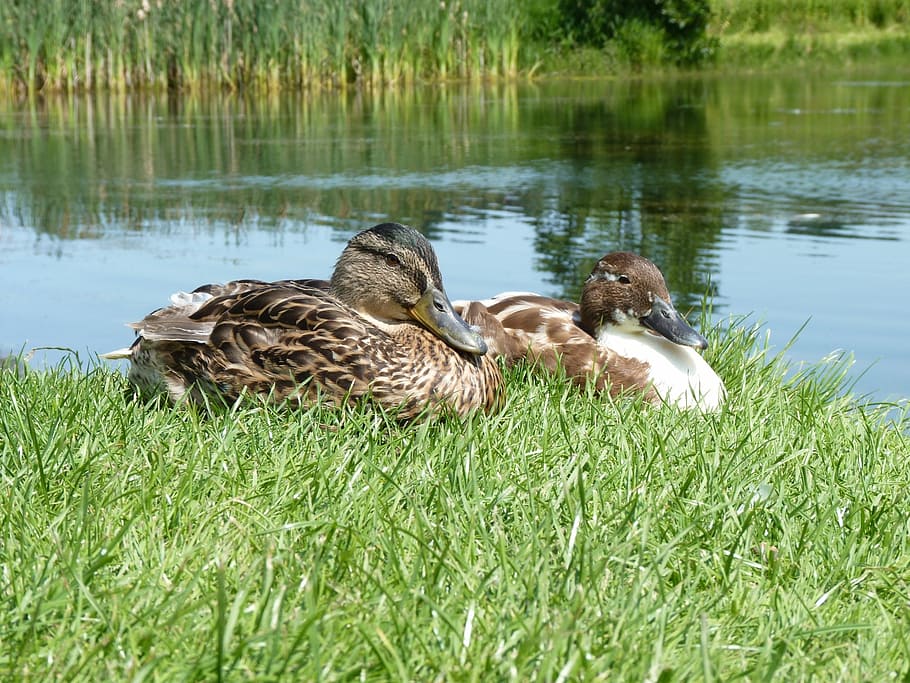 ducks, birds, beak, grass, sunbathing, animals in the wild HD wallpaper