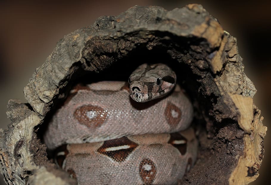 emperor snake, boa, boa constrictor imperator, lurking, close, HD wallpaper