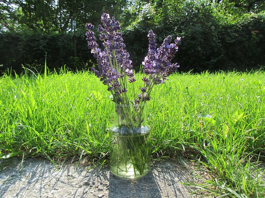 lavender, grass, bouquet, plant, growth, nature, beauty in nature HD wallpaper