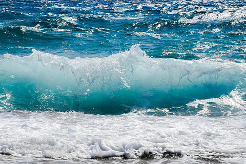 HD wallpaper: white shark on sea, ocean, blue, predator, fishing ...