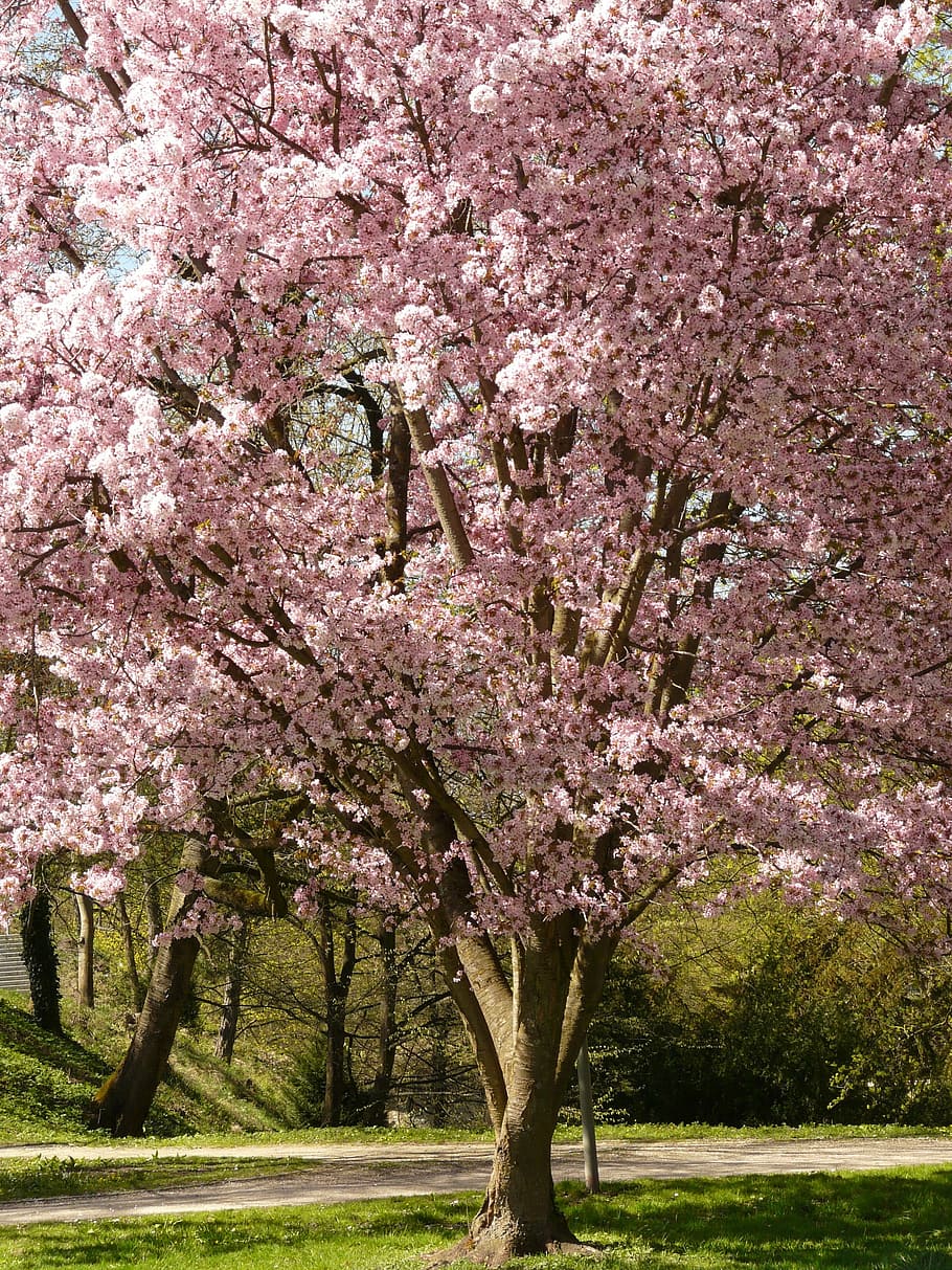 cherry blossom tree, pink, leaf, bloom, japanese cherry, japanese flowering cherry HD wallpaper
