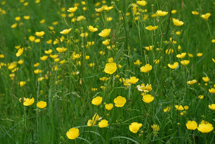 buttercup, ranunculus, meadow, yellow, wild, flower, flowering plant HD wallpaper