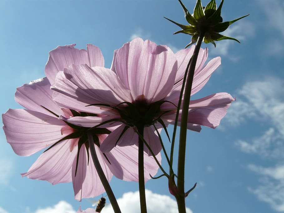 Blossom, Bloom, Pink, Translucent, light pink, glazed includes through HD wallpaper