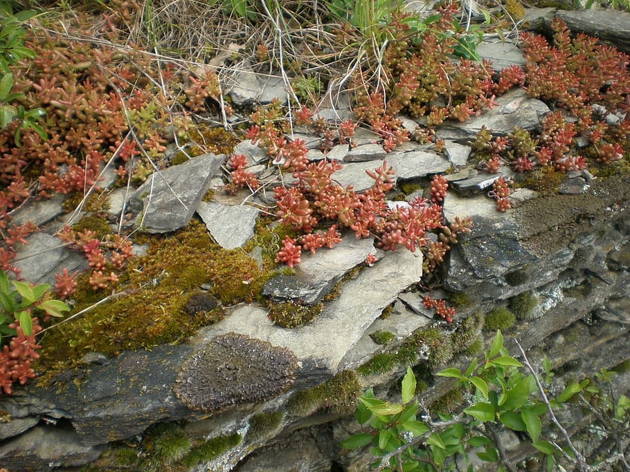 slate, layer, rock, bemoost, plant, nature, autumn, leaf, outdoors HD wallpaper
