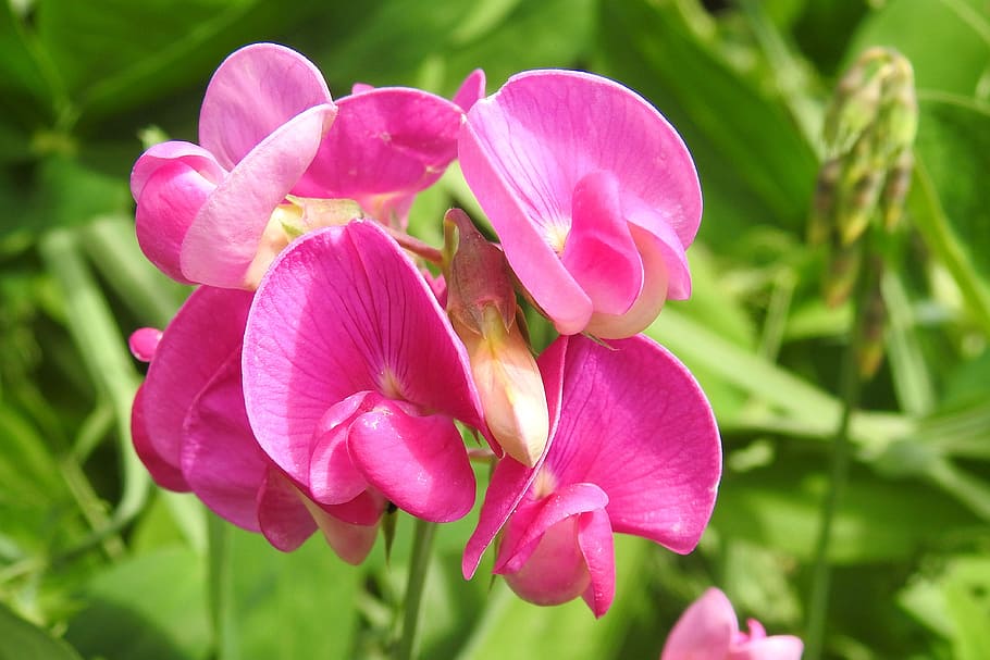 Pea, Vetch, Fabaceae, red, bright, blossom, bloom, flora, nature HD wallpaper