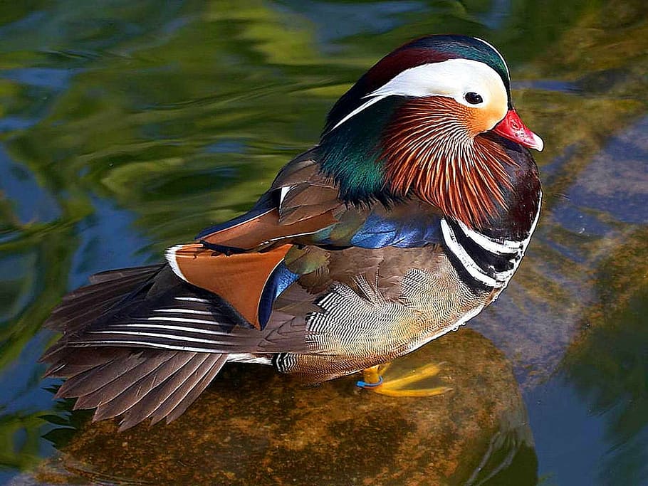 brown, white, and black duck standing on brown stone, mandarin duck