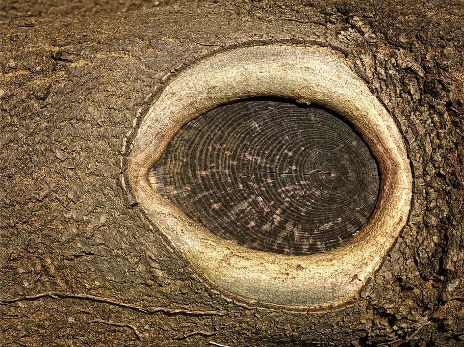 wood, tree, eye, grain, oval, bark, brown, texture, wooden HD wallpaper