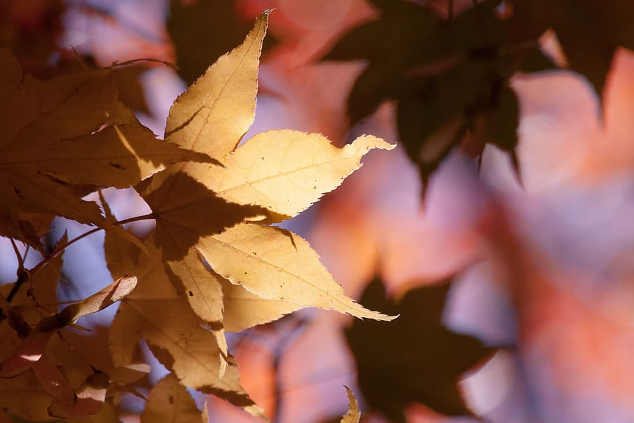 maple, autumn, leaf, yellow, orange, leaves, coloring, bright HD wallpaper