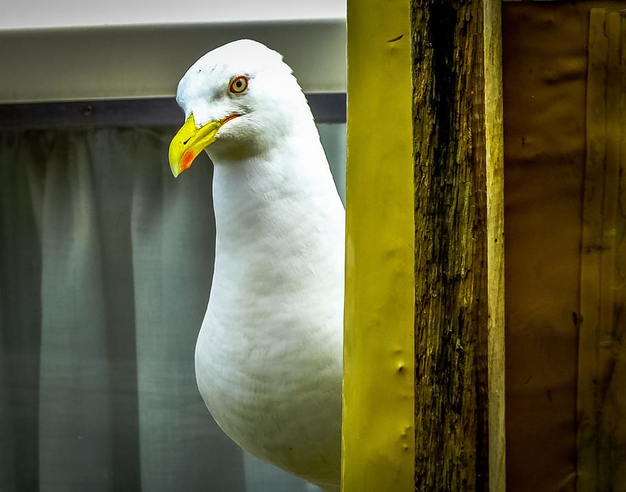 beak, bird, eye, gull, looking, natural, nature, one, outdoor HD wallpaper