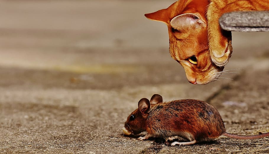 orange cat looking on black rat, mouse, wood mouse, lurking, rodent, HD wallpaper