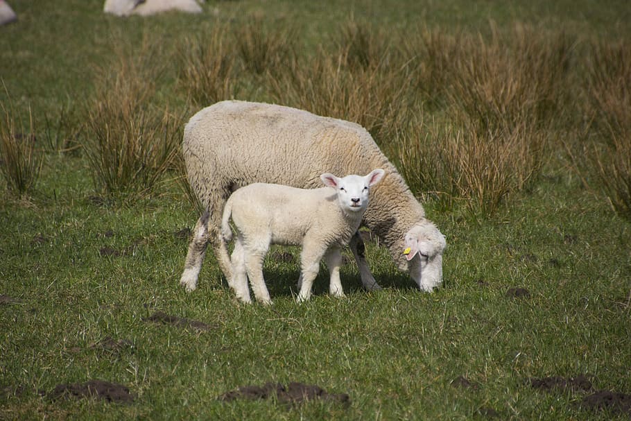 sheep, grass, farm, meadow, field, nature, wool, mammal, animal HD wallpaper
