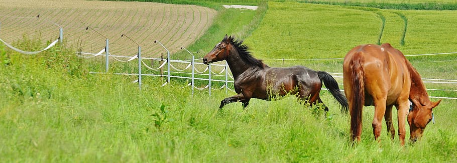 two brown horses standing on grass field, for two, coupling HD wallpaper