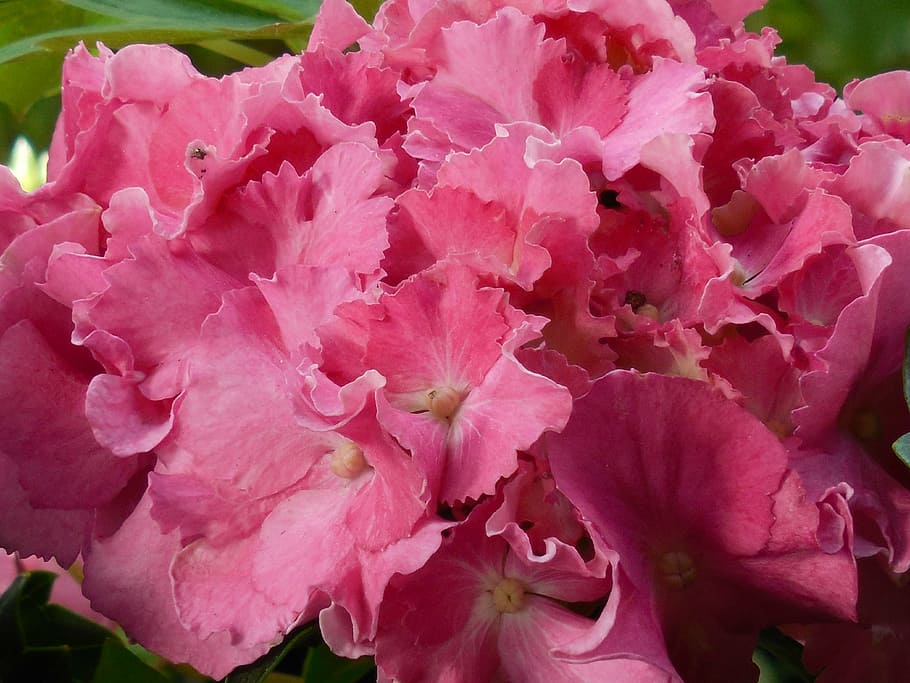 hydrangea, bloom, flower, blossom, nature, plant, floral, summer HD wallpaper