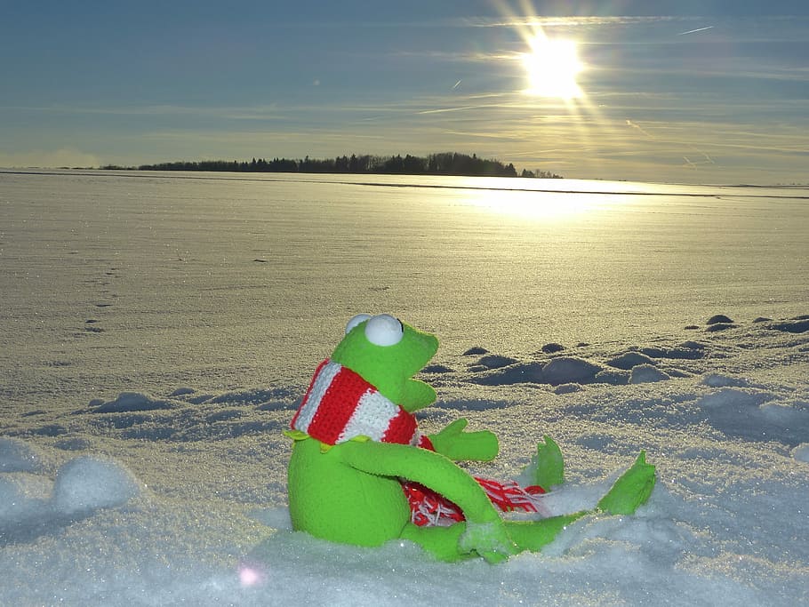Kermit, Snow, Winter, Cold, Evening Sun, winter cold, beach HD wallpaper