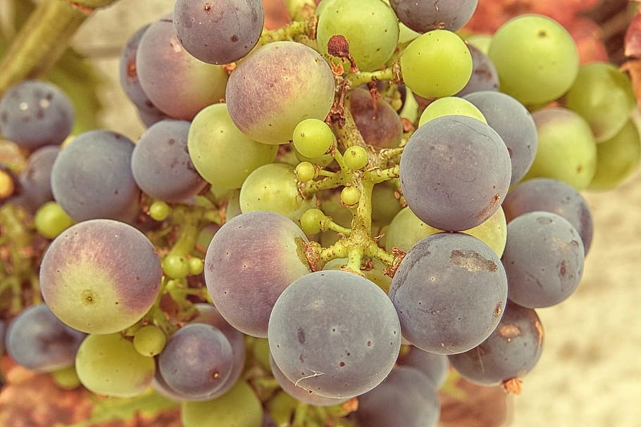 grapes, grapevine, vines stock, rebstock, green, blue, food and drink, HD wallpaper